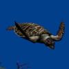 Free Dive